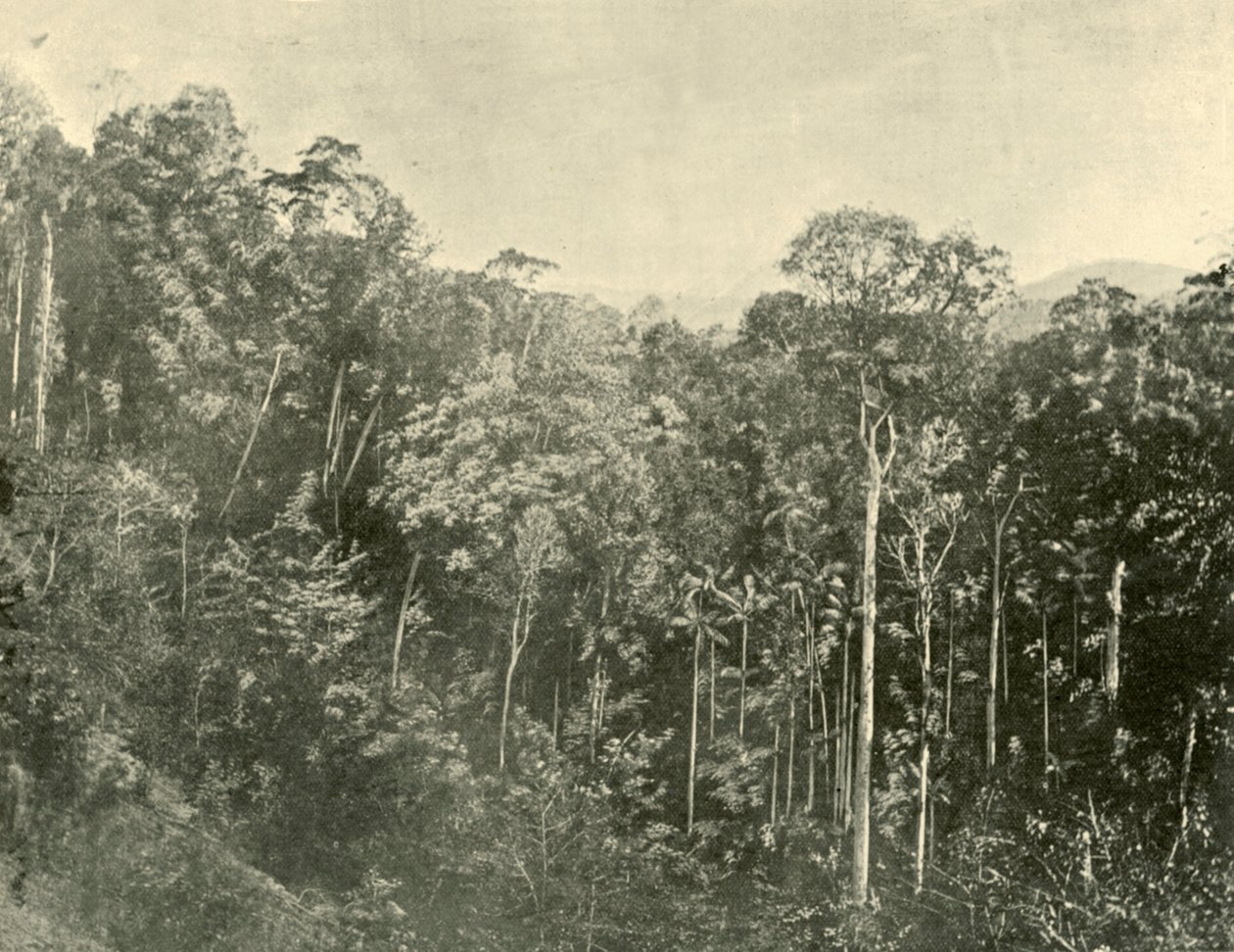 ट्रॉपिकल स्क्रब्स, ब्लैकॉल रेंज, क्वींसलैंड, 1901। द्वारा अज्ञात