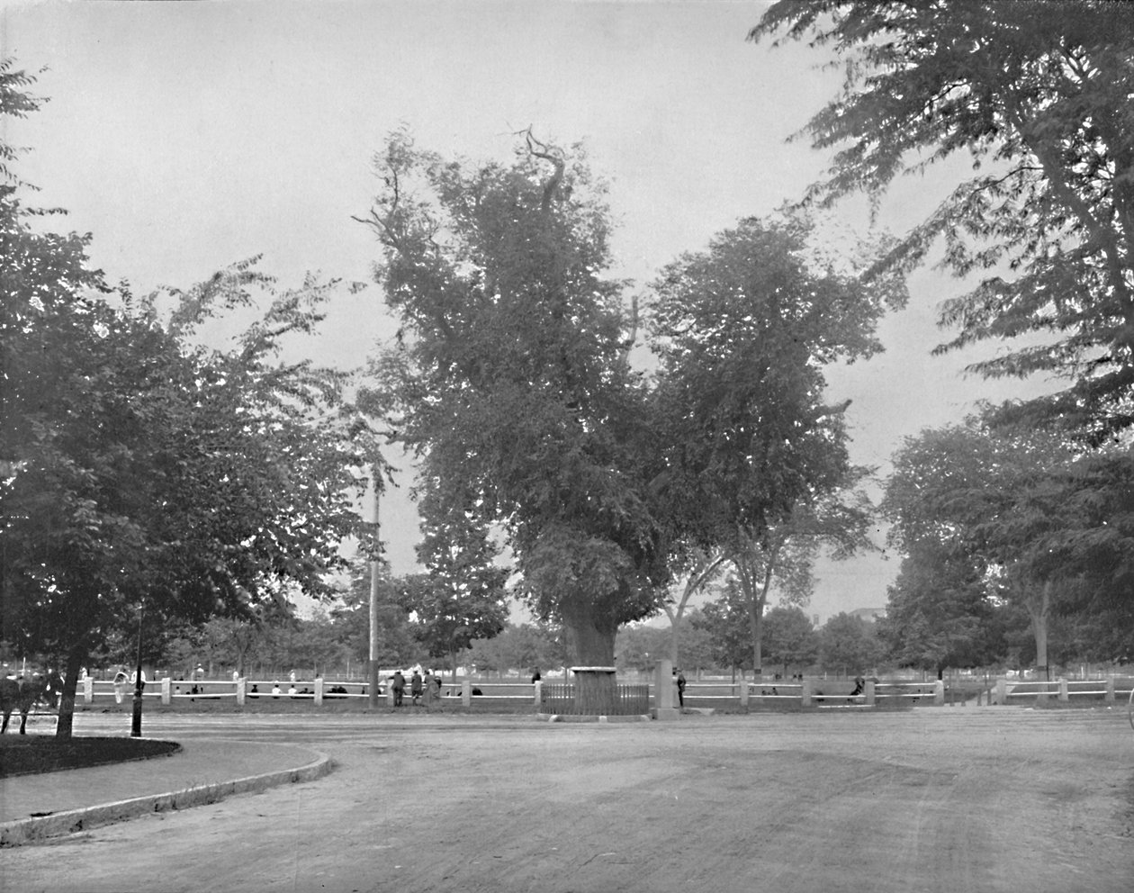 वाशिंगटन एल्म, कैम्ब्रिज, मैसाचुसेट्स, c1897। द्वारा अज्ञात