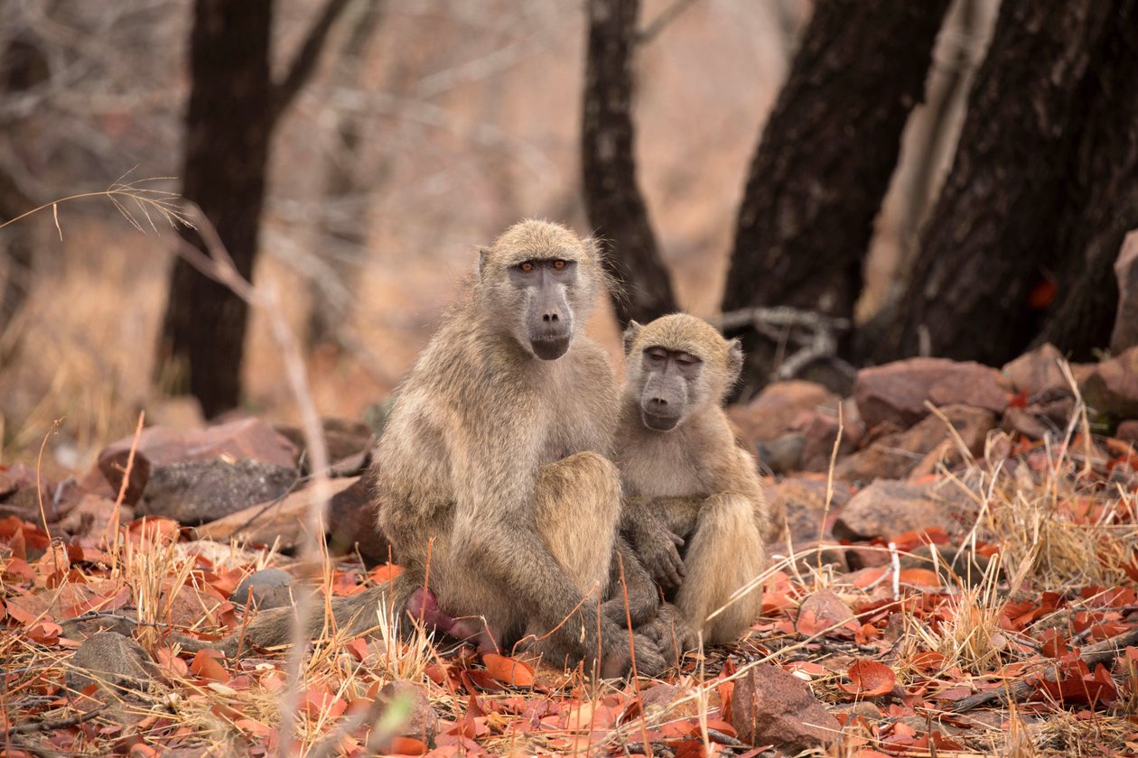 क्रूगर नेशनल पार्क, दो वर्वेट बंदर द्वारा अज्ञात अज्ञात