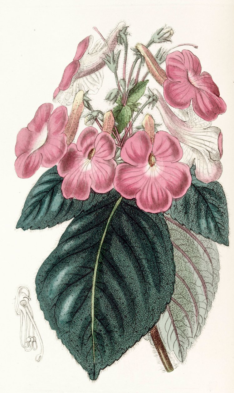 वानस्पतिक चित्रण/Achimenes Grandiflora/Achimene में बड़े फूल होते हैं द्वारा अज्ञात