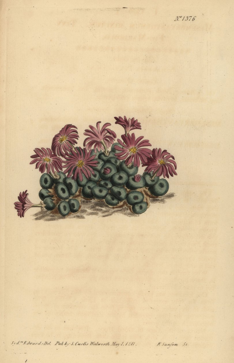 Conophytum मिनट (छोटे अंजीर-गेंदा, Mesembryanthemum मिनट) द्वारा अज्ञात