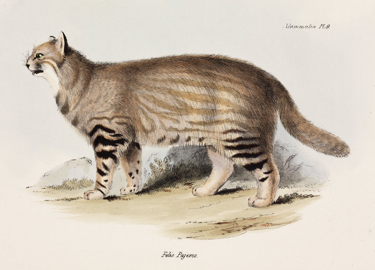 पम्पास बिल्ली, दक्षिण अमेरिका, सी 1832-1836-18 द्वारा अज्ञात