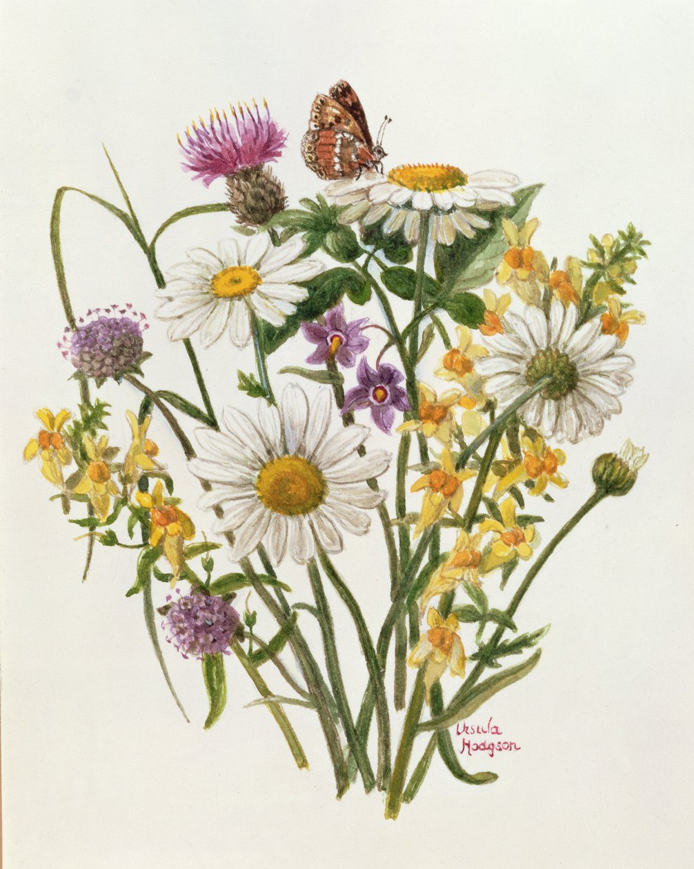 Knapweed, ऑक्स-आई डेज़ी और टॉड फ्लैक्स (wc कागज पर) द्वारा उर्सुला हॉजसन