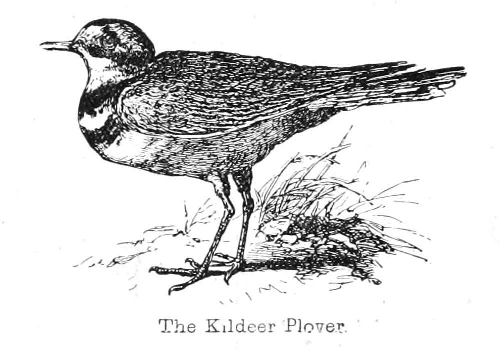 Kildeer प्लोवर द्वारा वाल्टर क्रेन