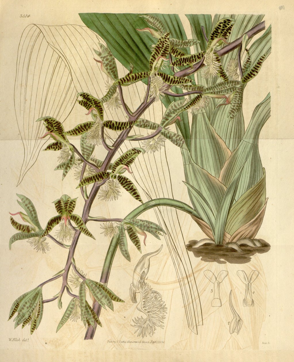 एक दाढ़ी के Catasetum चित्रण (syn। Myanthus दाढ़ी) द्वारा वाल्टर हूड फिच