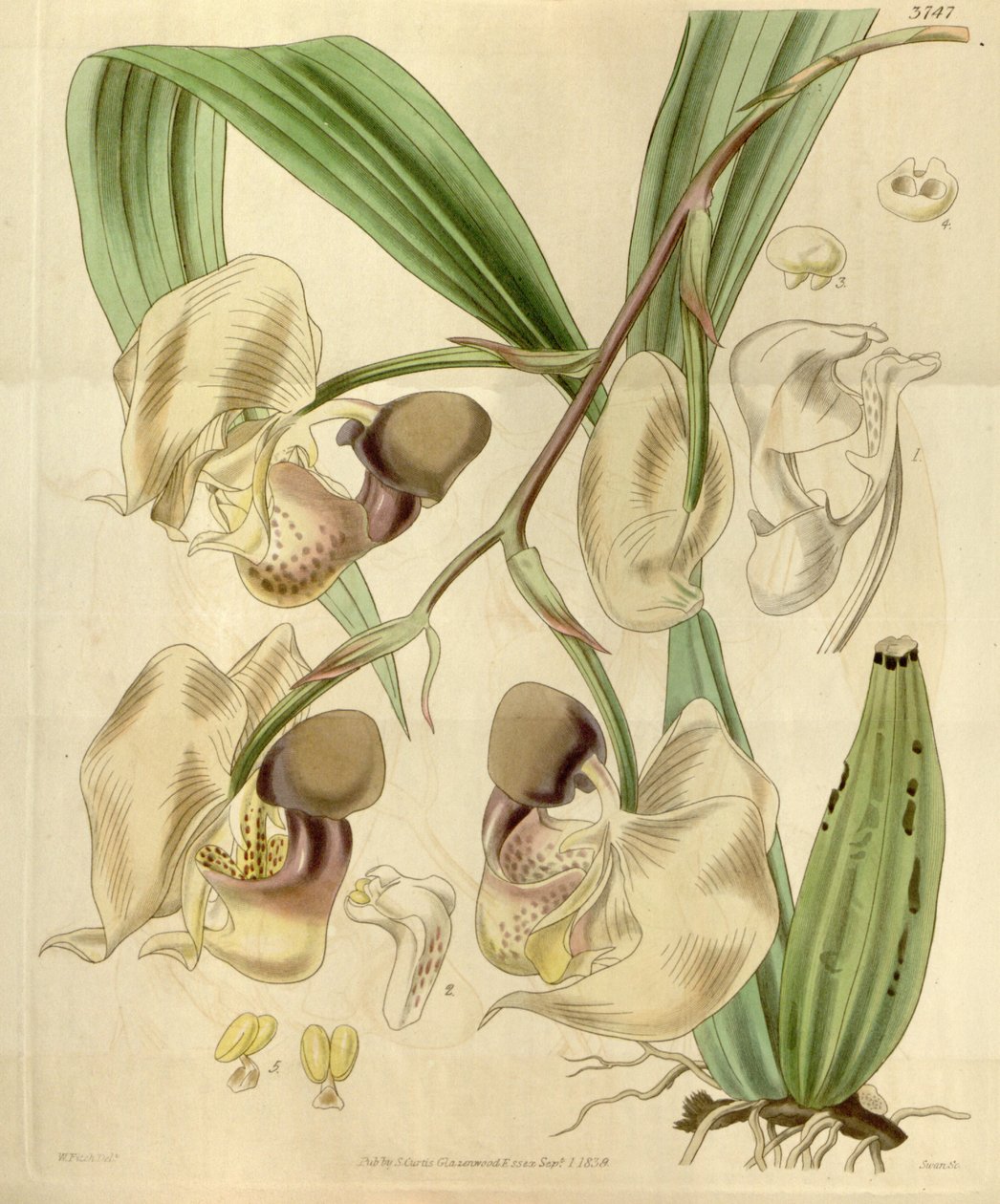 Coryanthes Maculata द्वारा वाल्टर हूड फिच