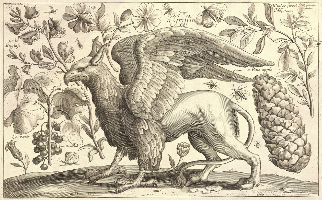 एक ग्रिफिन द्वारा Wenceslaus Hollar