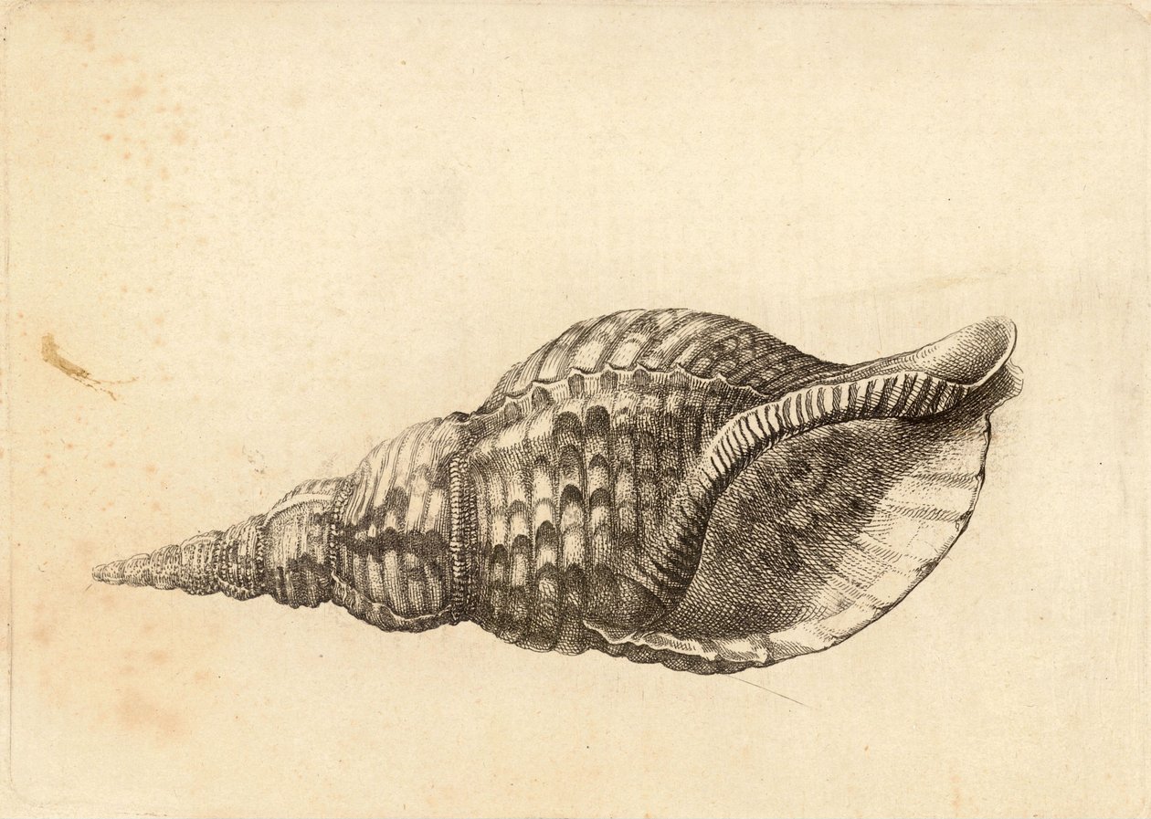 चारोनिया ट्रिटोनिस द्वारा Wenceslaus Hollar