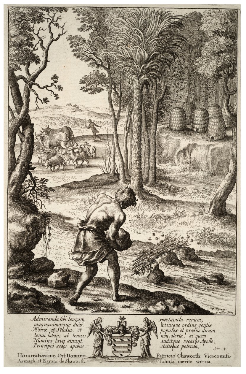 मधुमक्खियों का छत्ता। राज्य १ द्वारा Wenceslaus Hollar