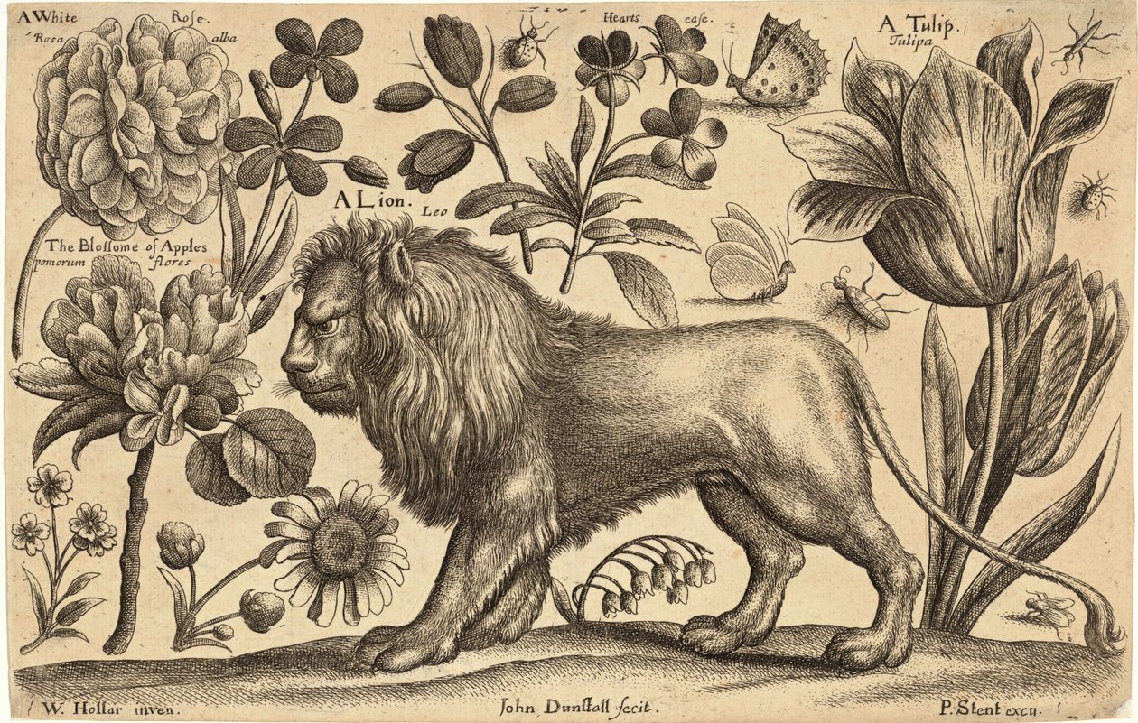सिंह और ट्यूलिप द्वारा Wenceslaus Hollar
