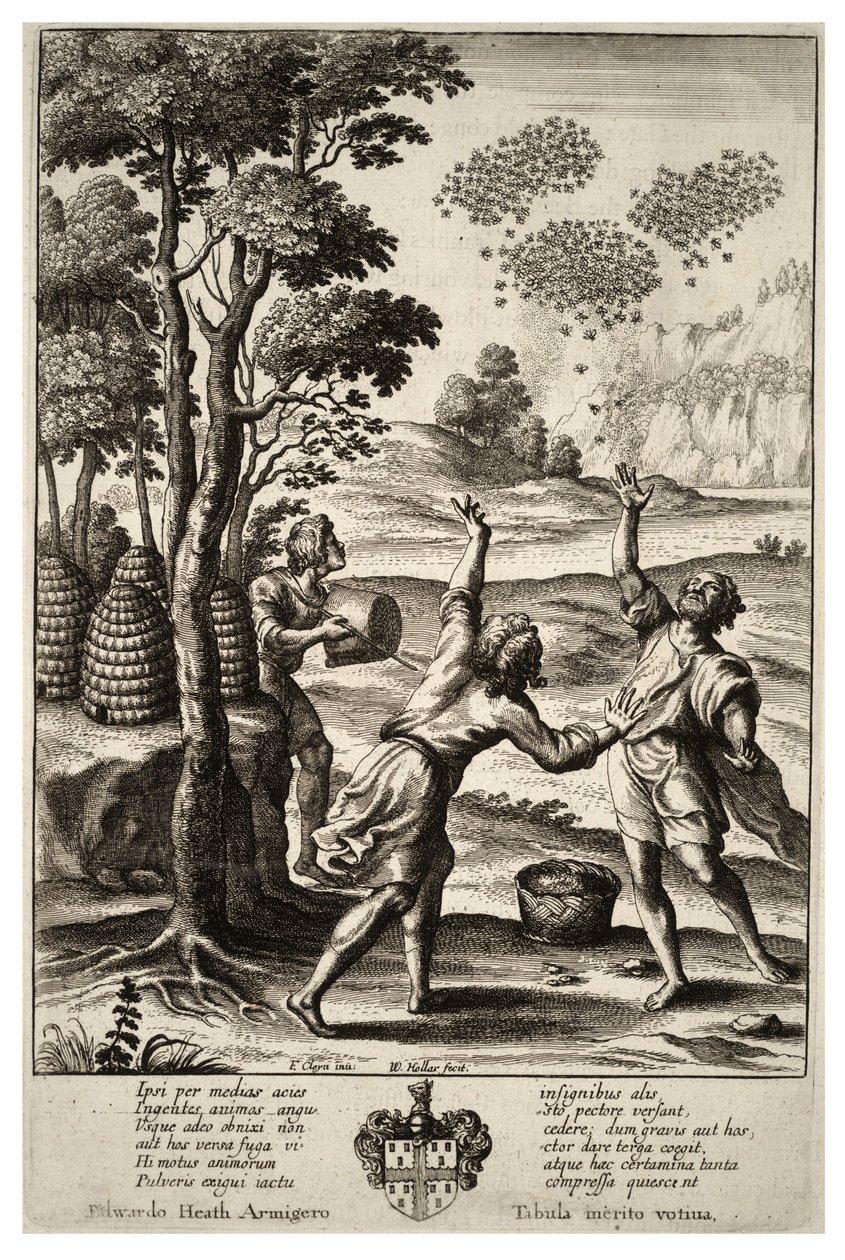 मधुमक्खियों का झुंड। राज्य १ द्वारा Wenceslaus Hollar