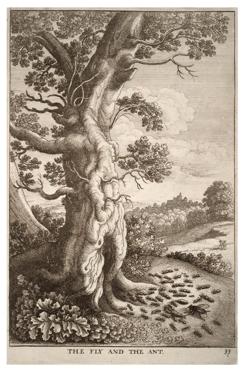 मक्खी और चींटी द्वारा Wenceslaus Hollar