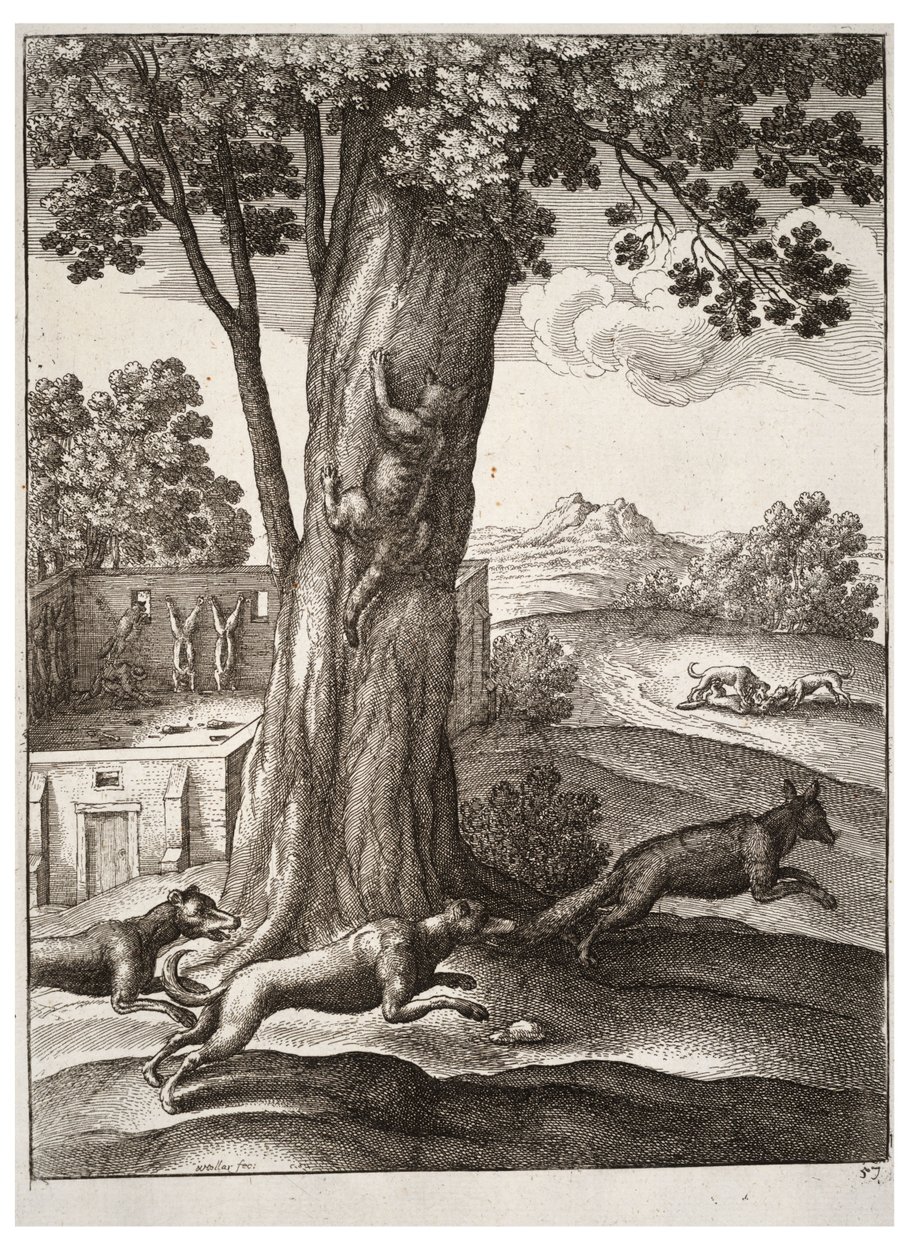 लोमड़ी और बिल्ली द्वारा Wenceslaus Hollar