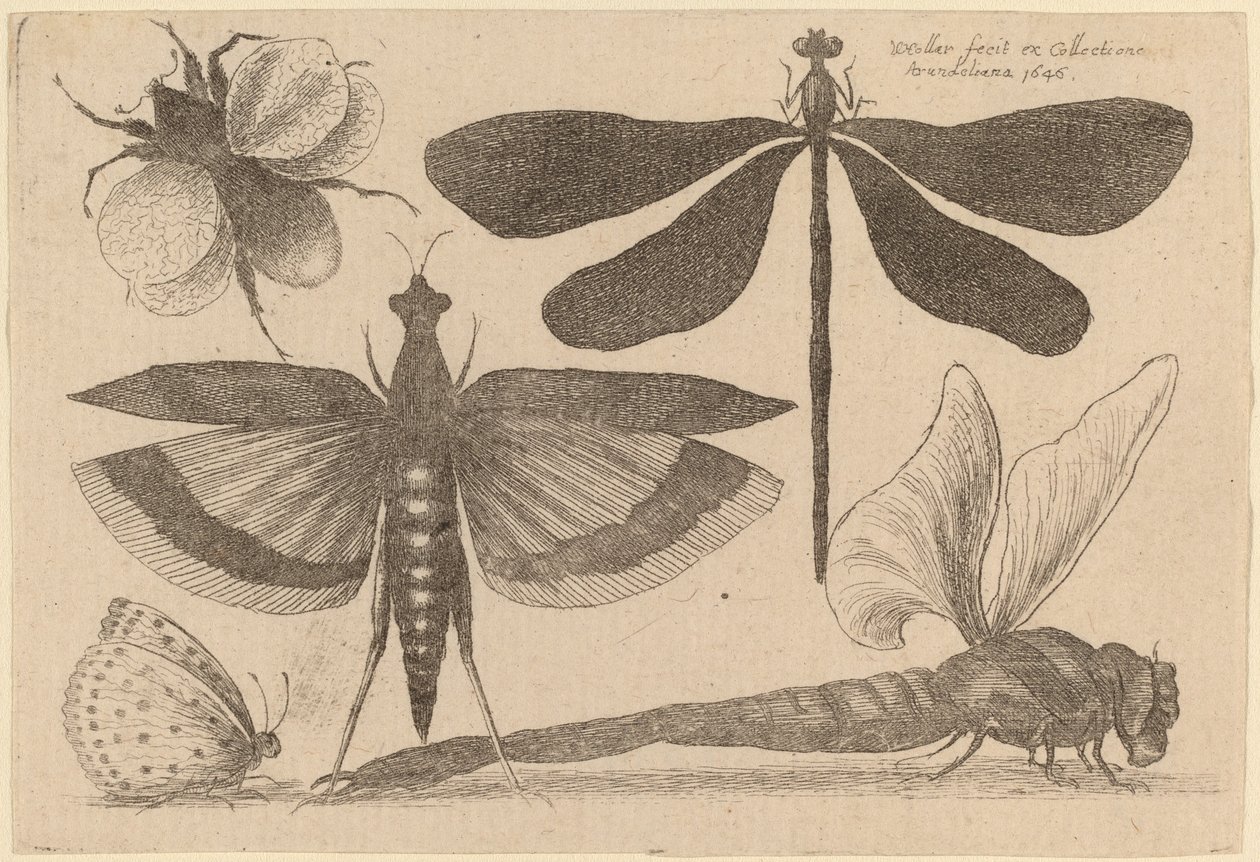 ड्रैगनफ़्लाइज़, एक भौंरा, और एक तितली द्वारा Wenceslaus Hollar