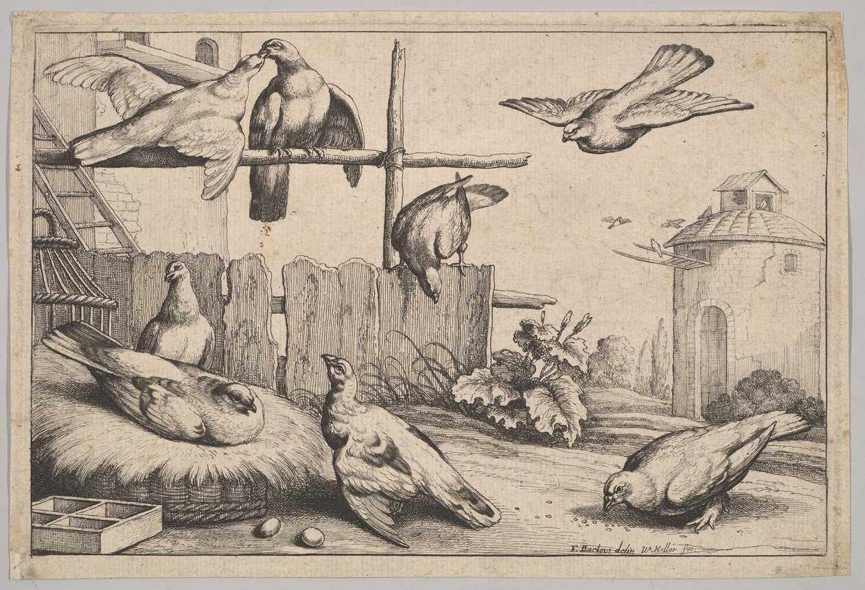 आठ कबूतर, 1625-77। द्वारा Wenceslaus Hollar