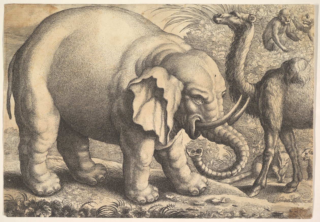 हाथी और कैमल, 17 वीं शताब्दी। द्वारा Wenceslaus Hollar