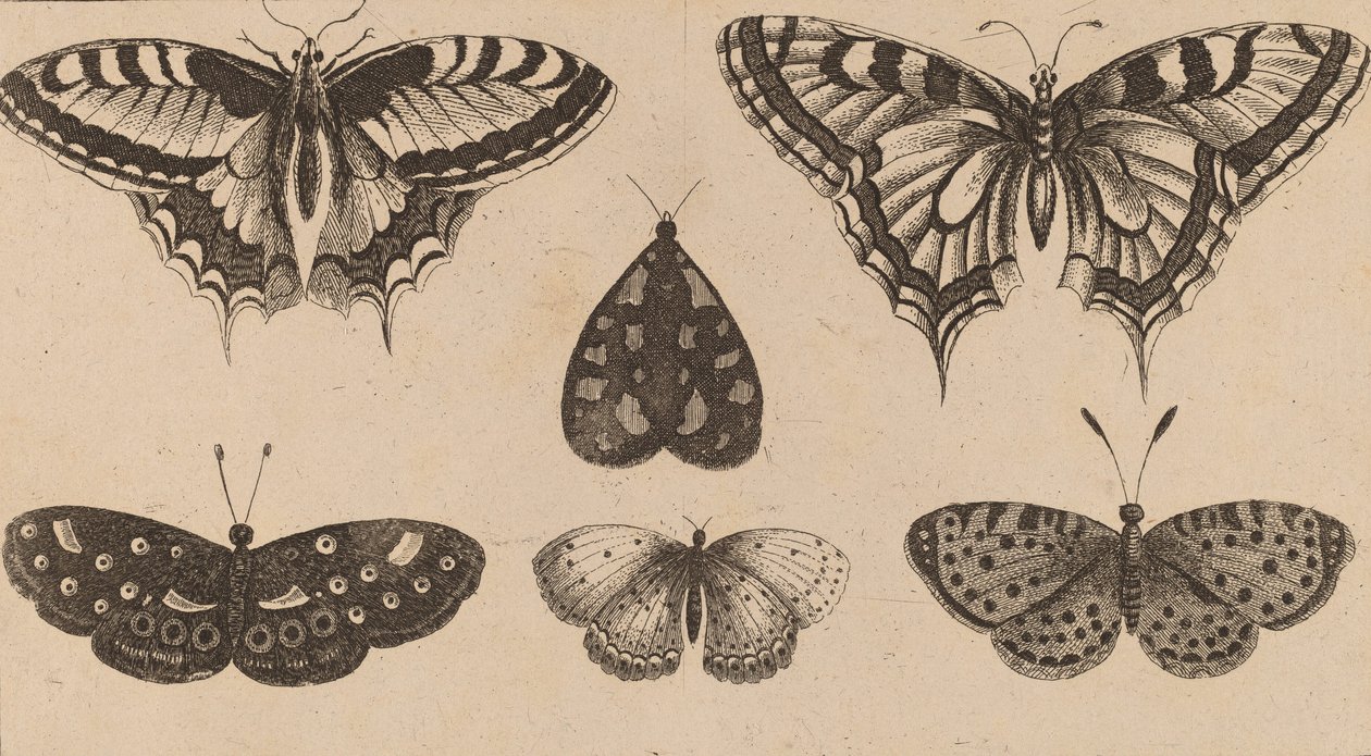 पाँच तितलियाँ और एक पतंगा। द्वारा Wenceslaus Hollar