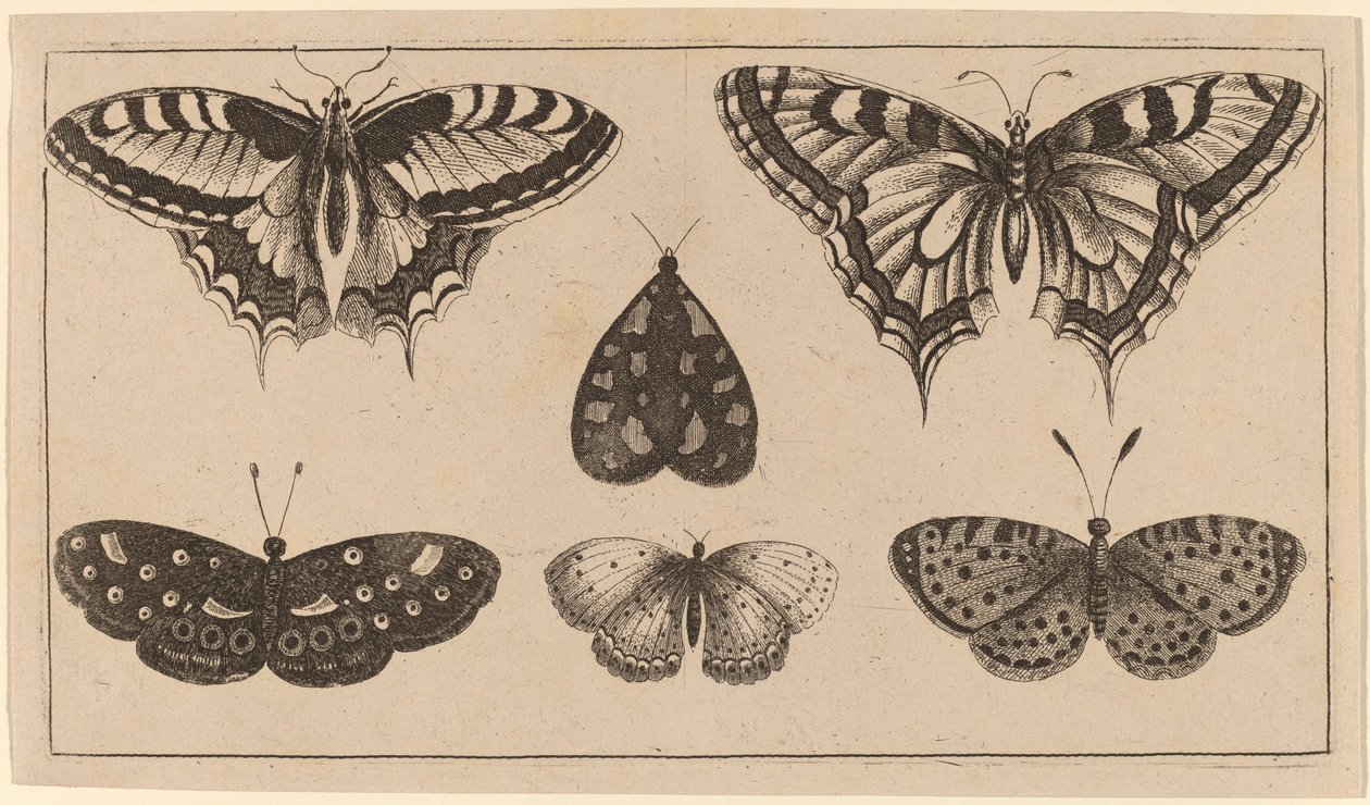 पाँच तितलियाँ और एक पतंगा द्वारा Wenceslaus Hollar