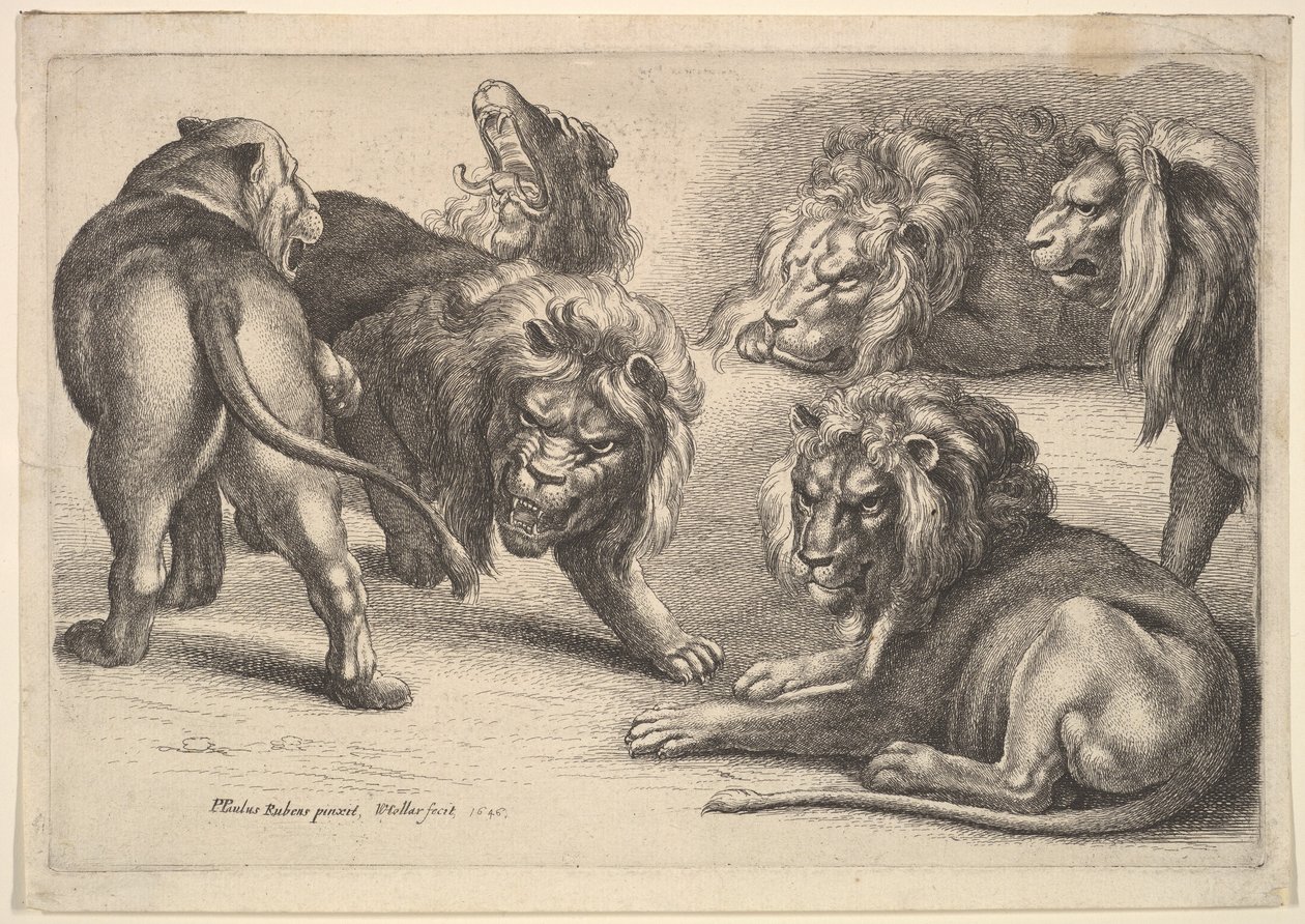 पांच शेर और एक शेरनी, 1646। द्वारा Wenceslaus Hollar