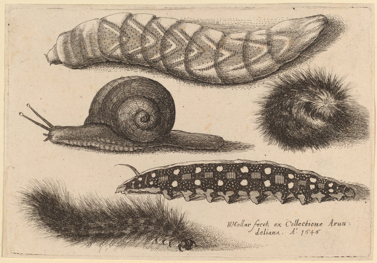 चार कैटरपिलर और एक घोंघा द्वारा Wenceslaus Hollar