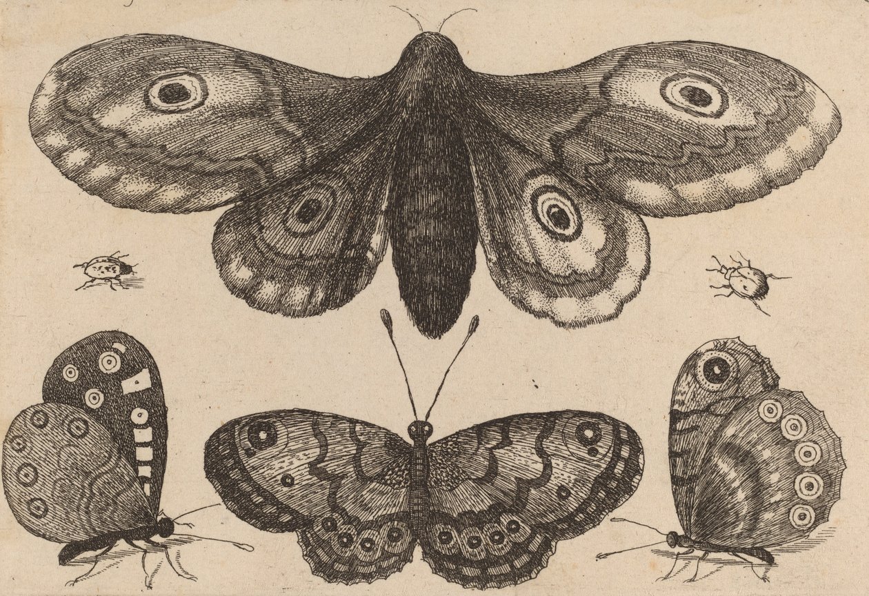 मोथ, थ्री बटरफ्लाई एंड टू बीटल, 1646। द्वारा Wenceslaus Hollar
