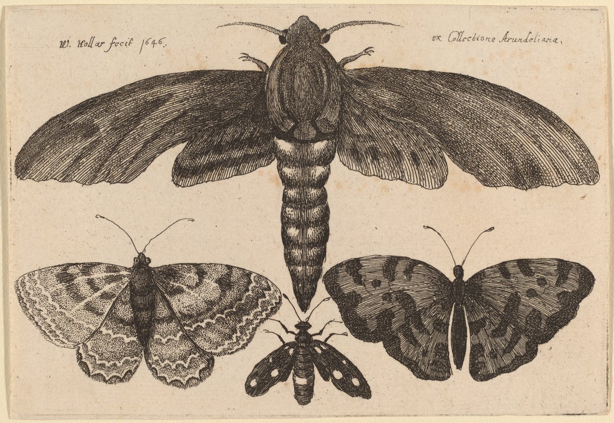 पतंगा और तीन तितलियाँ द्वारा Wenceslaus Hollar