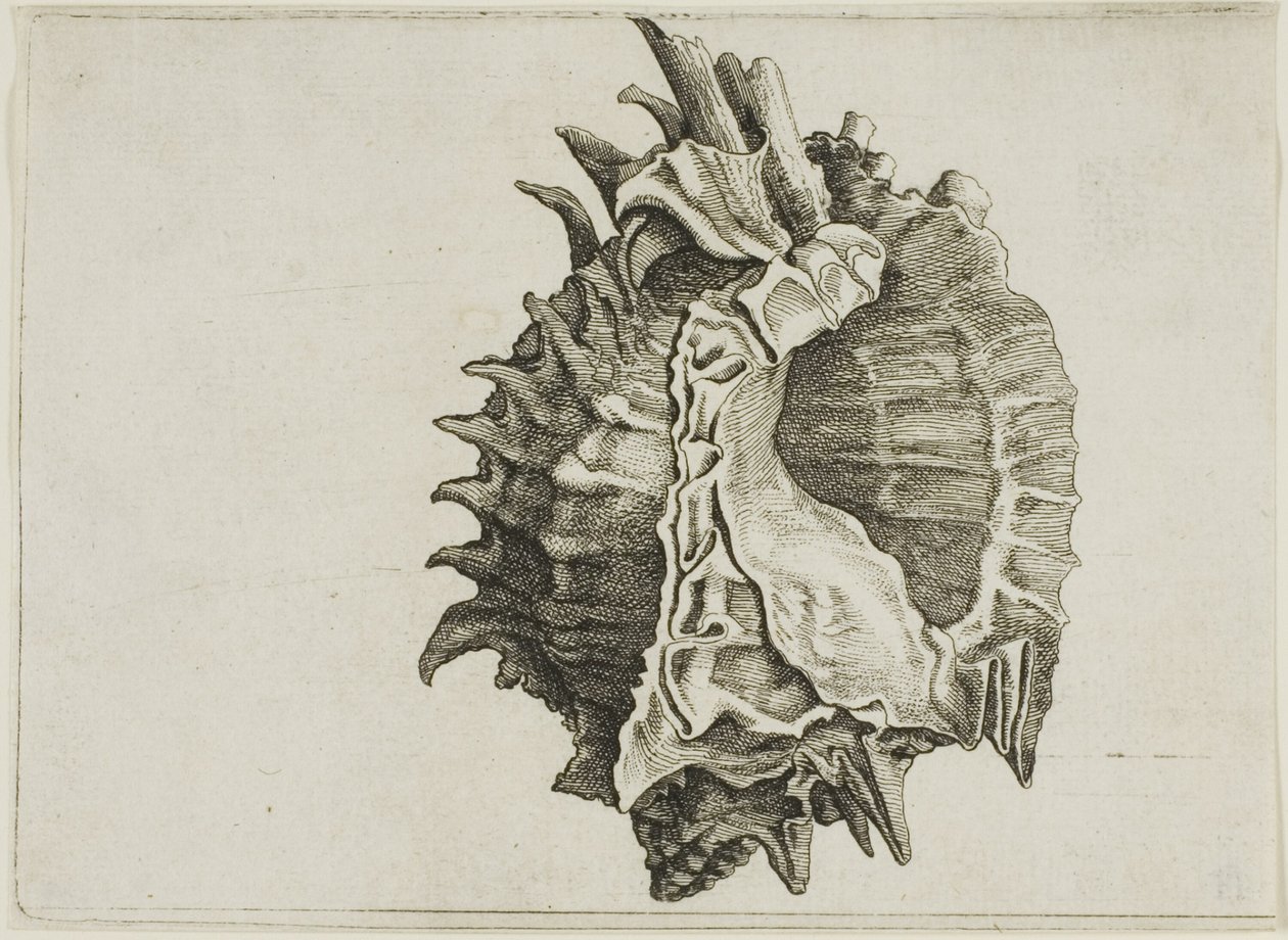  द्वारा Wenceslaus Hollar
