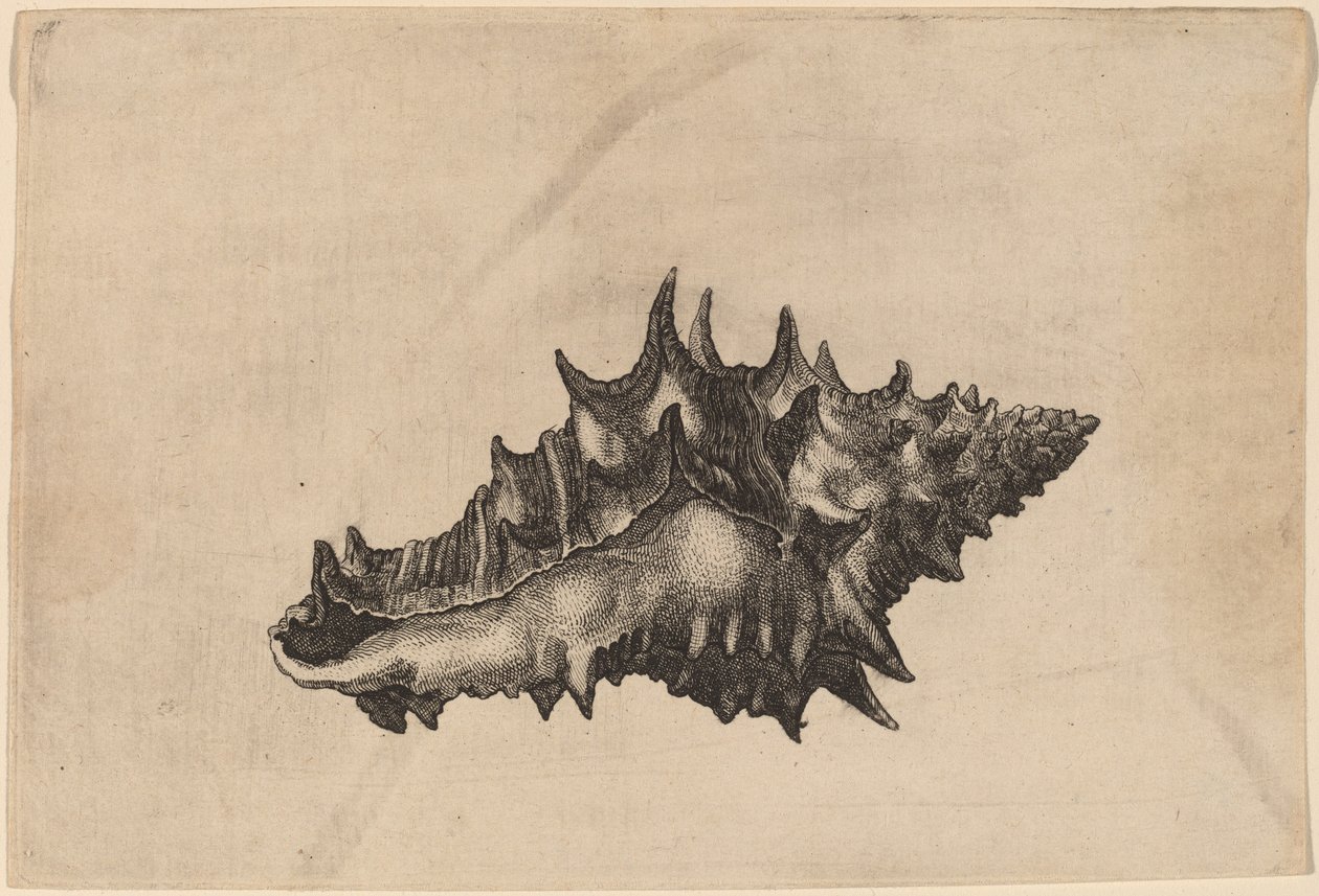 शैल (वसुम सिरेमिकम) द्वारा Wenceslaus Hollar