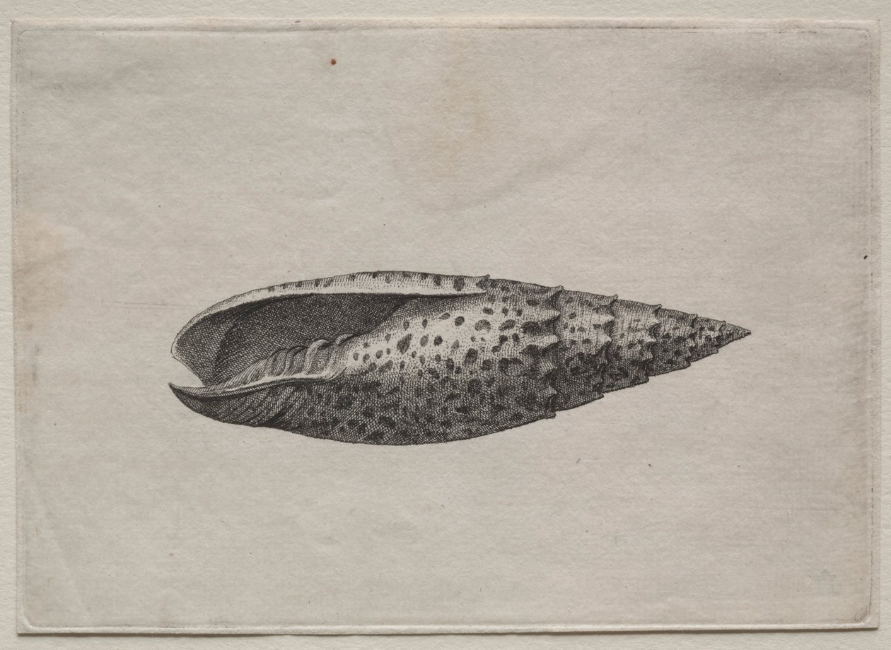 शैल: मित्रा 50 सी प्राप्त करने के। 1640s। द्वारा Wenceslaus Hollar