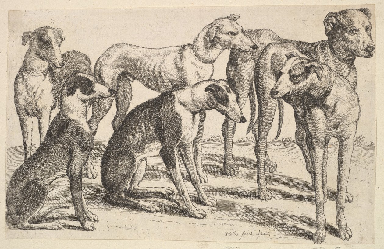सिक्स हाउंड्स, 1646। द्वारा Wenceslaus Hollar