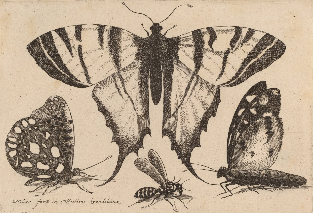 तीन तितलियाँ और एक ततैया, 1646। द्वारा Wenceslaus Hollar