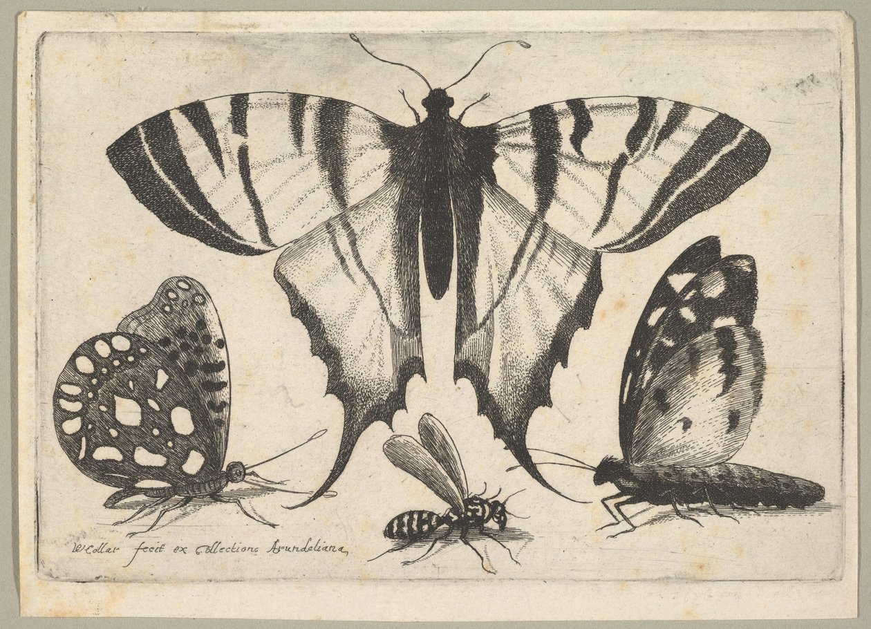 तीन तितलियों और एक ततैया, 1646। द्वारा Wenceslaus Hollar