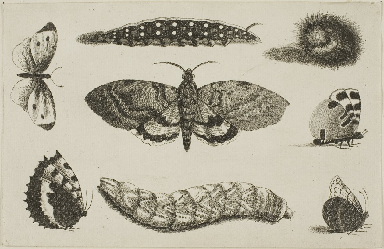  द्वारा Wenceslaus Hollar