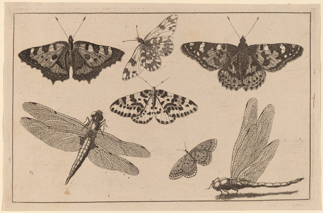 दो ड्रैगनफ़्लाइज़ और पाँच तितलियाँ द्वारा Wenceslaus Hollar