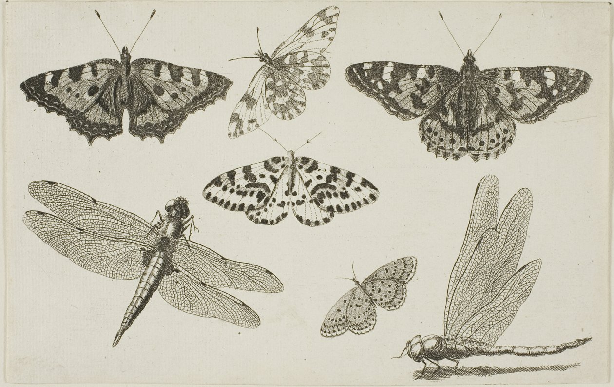  द्वारा Wenceslaus Hollar