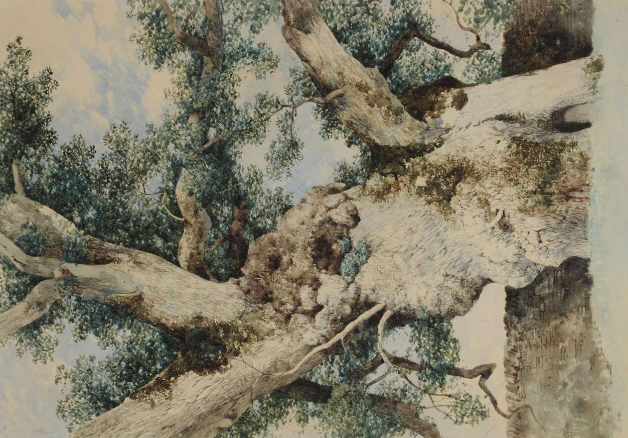Rookery में पेड़ के लिए अध्ययन, c.1854 (कागज पर wc) द्वारा विलियम जेम्स ब्लैकलॉक
