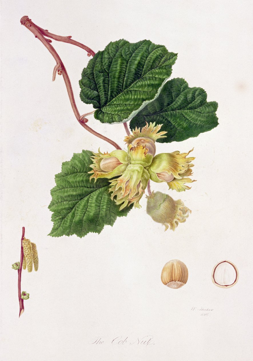 कोब नट, 1816 द्वारा विलियम हूकर