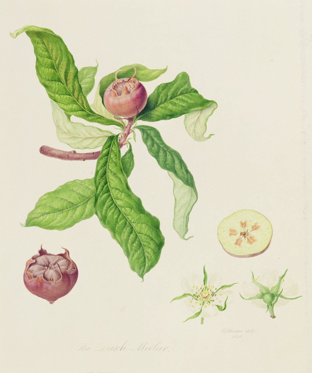 डच मेडलर, 1816 द्वारा विलियम हूकर