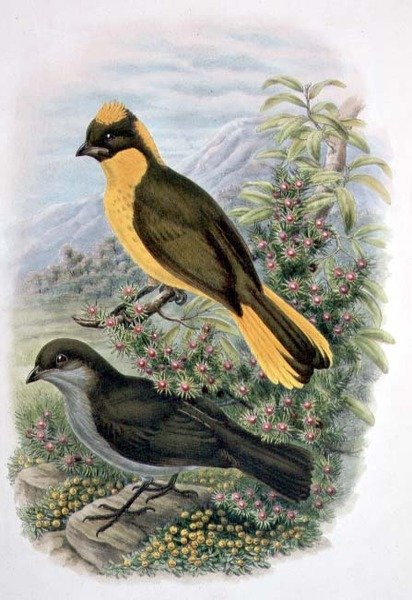 प्रिनोडुरा न्यूटनियाना, गोल्डन बोवरबर्ड (रंग लिथो) द्वारा विलियम मैथ्यू हार्ट