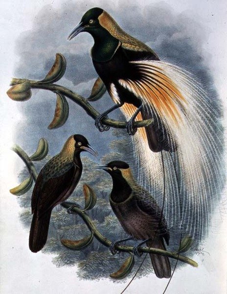 त्रिचोपैराडिसिया विलियम (रंग लिथो) द्वारा विलियम मैथ्यू हार्ट