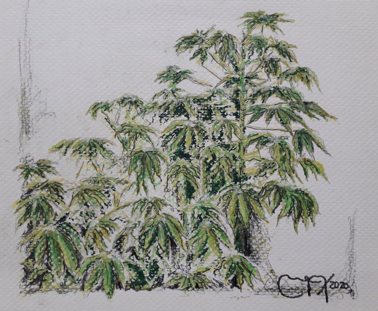 युक्का संयंत्र द्वारा miguelmendez_art.ve