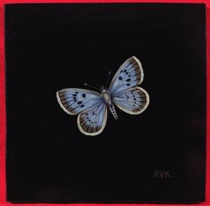 बड़े नीले तितली, 2000