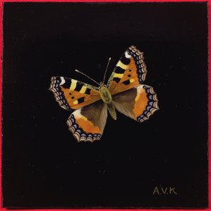 छोटा कछुआ तितली, 1998