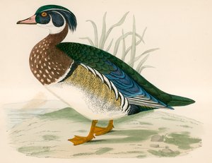 ग्रीष्मकालीन बतख