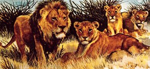 शेर का गर्व