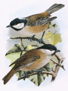 कोल टाइट (शीर्ष) और मार्श टाइट (निचला)