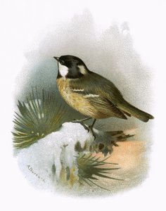 कोल टिट