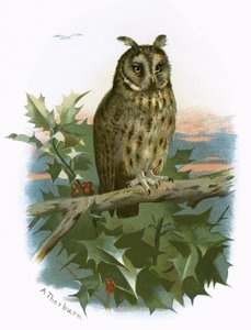 लंबे कान वाला उल्लू