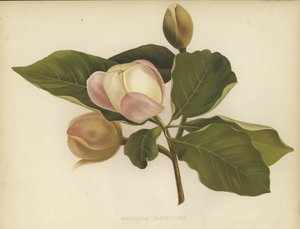 ओयामा मैगनोलिया