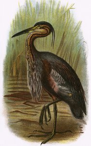 बैंगनी बगुला